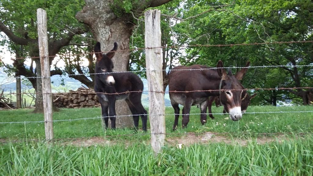 Casa Rural Urkulu Landetxea Arechavaleta Exteriér fotografie